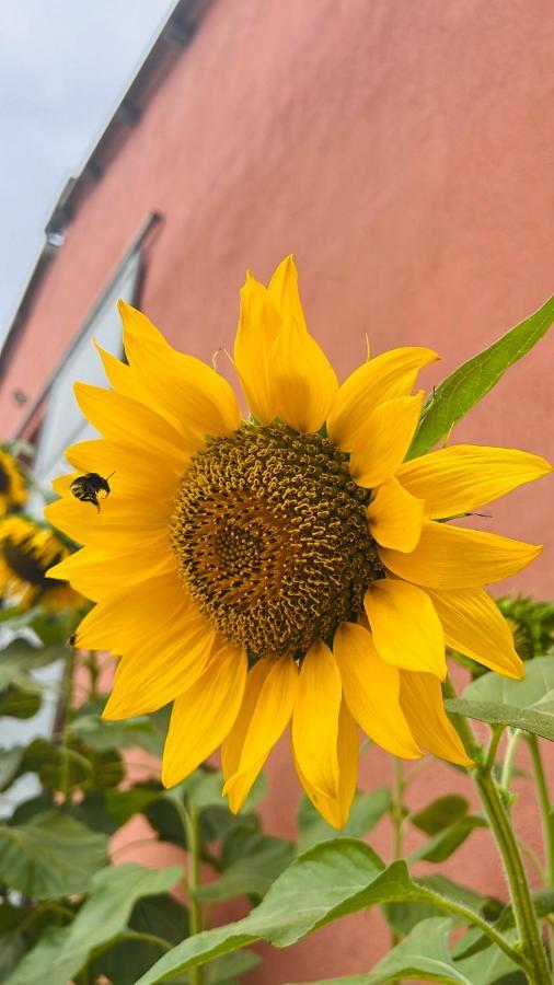 Agriturismo Su Barraccu Loceri エクステリア 写真