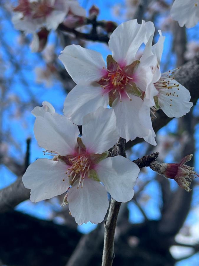 Agriturismo Su Barraccu Loceri エクステリア 写真