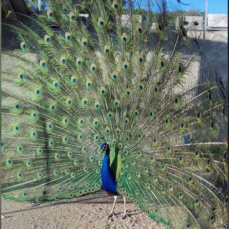Agriturismo Su Barraccu Loceri エクステリア 写真