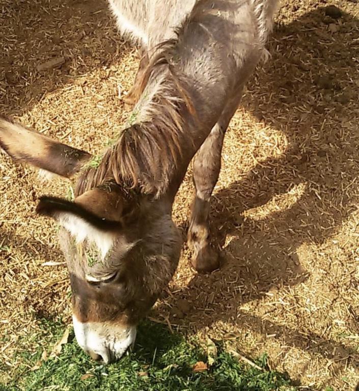 Agriturismo Su Barraccu Loceri エクステリア 写真