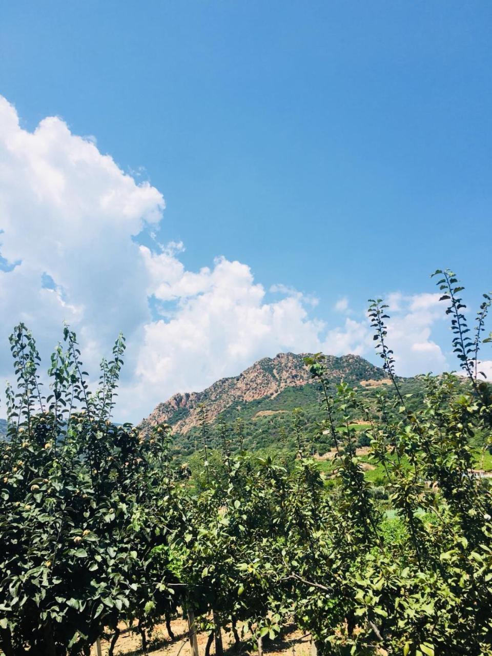Agriturismo Su Barraccu Loceri エクステリア 写真